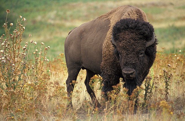 American Bison on Prairie